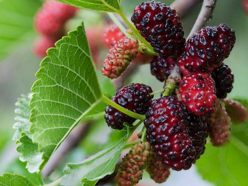 Шелковица купить саженцы из питомнике в Будённовске