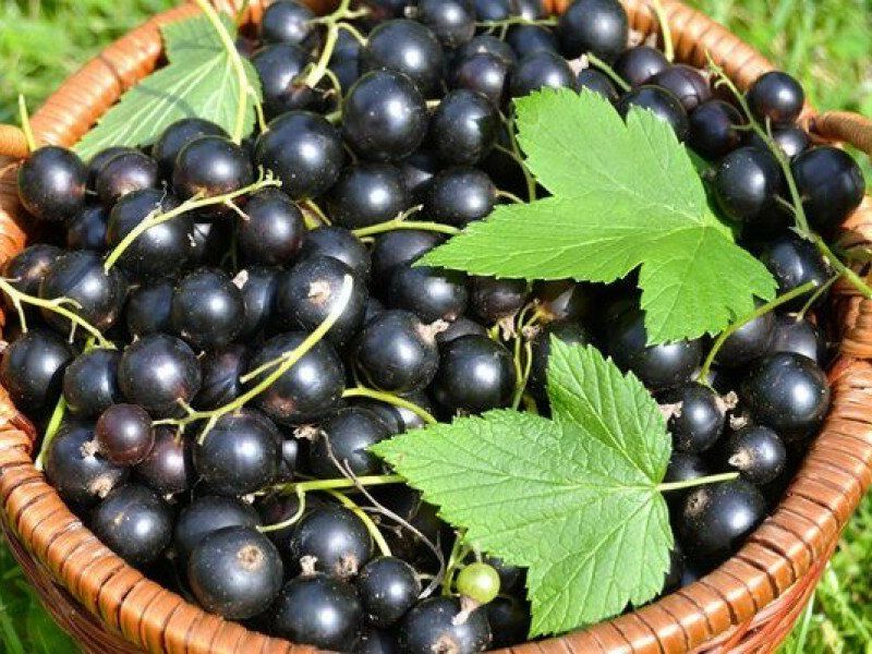 Смородина купить саженцы из питомника в Будённовске
