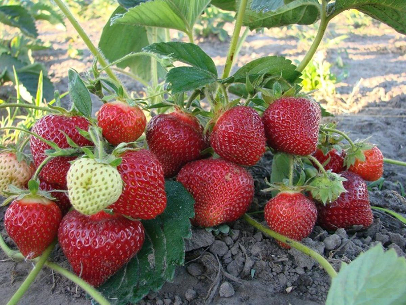 Клубника купить саженцы из питомника в Будённовске