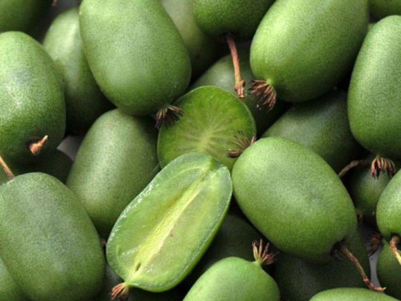 Актинидия купить саженцы из питомнике в Будённовске