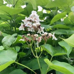 Катальпа (обыкновенная)
