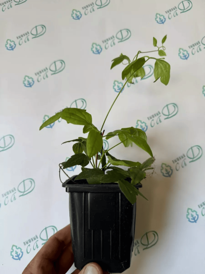 Клематис Кассандра саженец