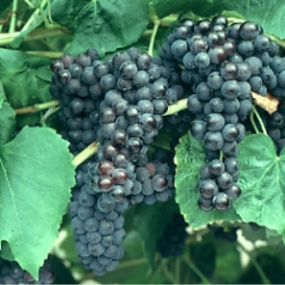 Виноград "ВЕНУС"